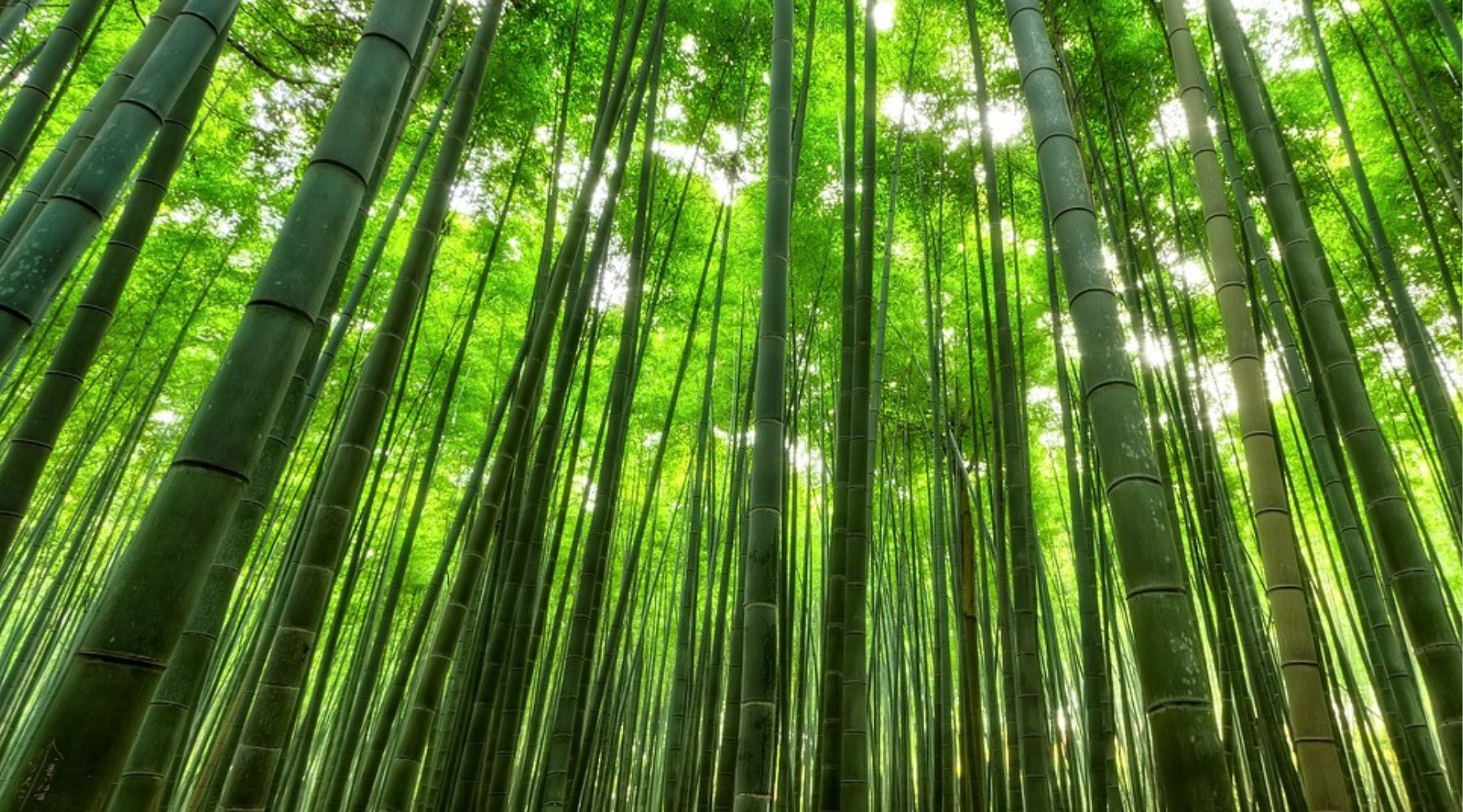 Bambus vs. Plastik: Warum Bambusprodukte die Zukunft der nachhaltigen  Konsumgter sind  BambooTidy